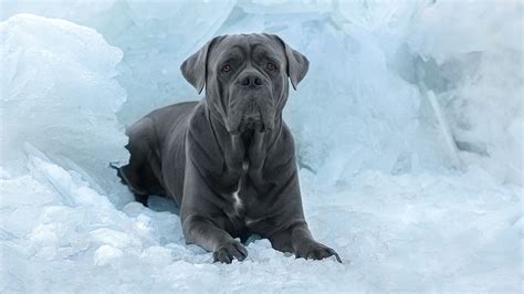 Cane Corso Dog In Ice Snow Background HD Dog Wallpapers | HD Wallpapers