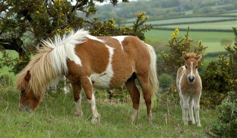 11 Small Horse And Pony Breeds Helpful Horse Hints