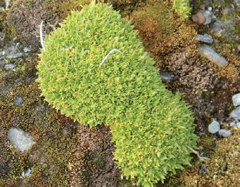 Colobanthus Quitensis Among Mosses And Rock Fragments Download