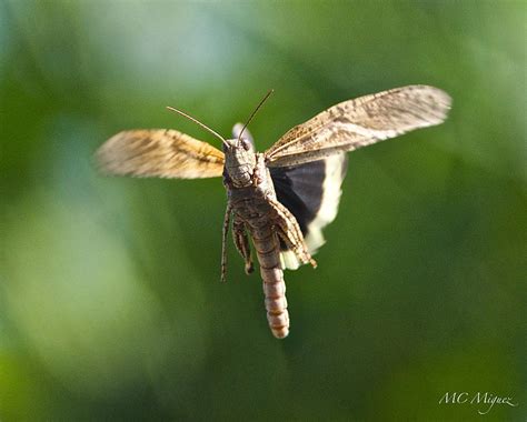 Grasshopper In Flight Photograph By Mcm Photography