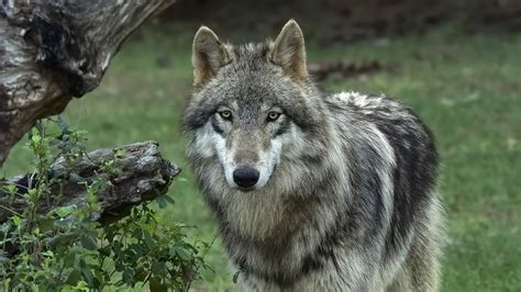 Wolf Images The Collapse Of Wild Red Wolves Is A Warning That Should