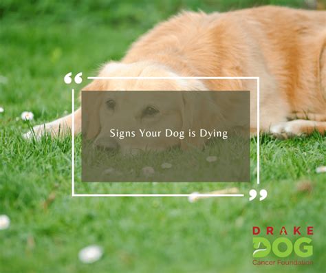 Signs Your Dog Is Dying Drake Dog Cancer Foundation