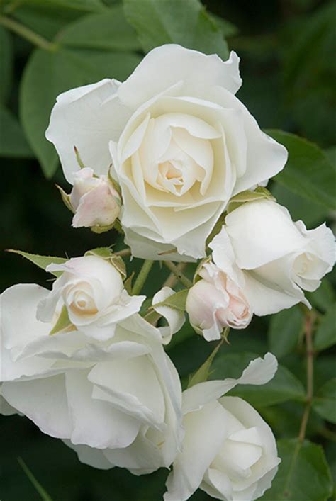 Buy Rose Iceberg Bush Floribunda Rosa Iceberg Korbin