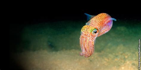 The Light Organ Of The Hawaiian Bobtail Squid Was It Designed
