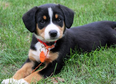 My Friends New Entlebucher Puppy At About 8 Wks Old A Cuteness