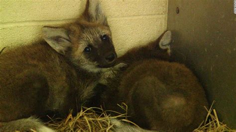 Meet The Smithsonians New Maned Wolf Pups Cnn Video