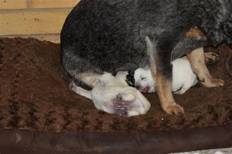 Blue Heeler With Newborn Puppies Stock Photo Image Of Working Tiny