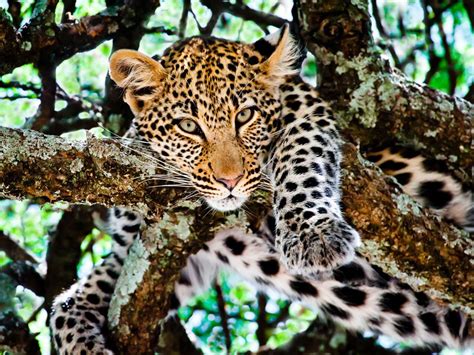 National Geographic Wild Cats Photos All Recommendation