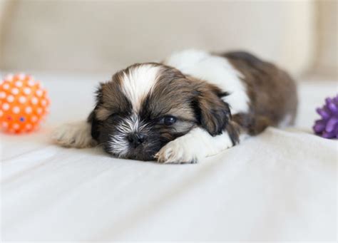 Shih Tzu Dog Breed History And Some Interesting Facts