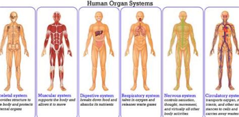 A given organ's tissues can be broadly categorized as parenchyma, the tissue peculiar to (or at least archetypal of) the organ and that does the organ's specialized job. The Human Body System Quiz! - ProProfs Quiz