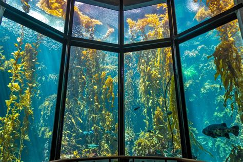 Monterrey Bay Aquarium Invisible Shield By Unelko