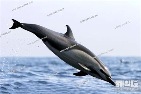 Short Beaked Common Dolphin Delphinus Delphis Leaping Totally Airborne