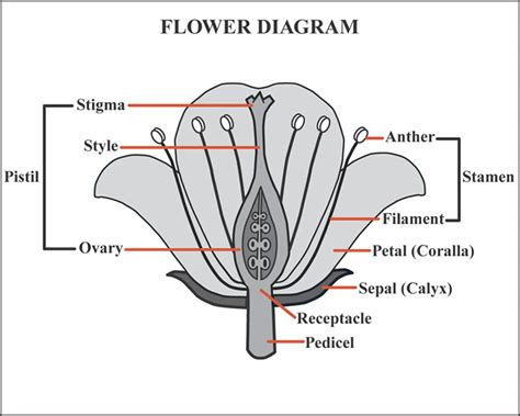 Flower Diagram Unmasa Dalha