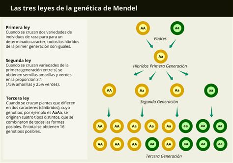 Cuales Son Las 3 Leyes De Gregor Mendel De Mendel ¿en Qué Resumen Y