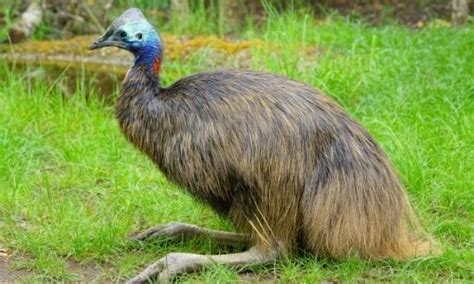 16 Big Bird Species Ranked By Weight And Height The Hamny
