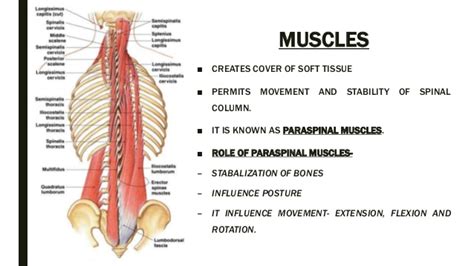 As these muscles contract and relax, they move skeletal bones to create movement of the body. Spine anatomy and xray of spine ppt by Dr Pratik