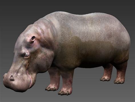 Fat Hippopotamus Free 3d Models