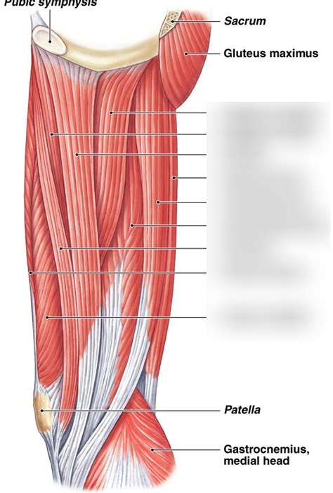 Thigh Muscles Side View Diagram Quizlet