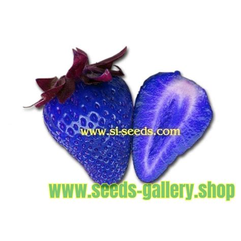 African Blue Strawberries Seeds Price €450