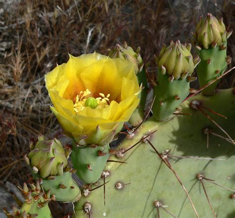Brown Spined Prickly Pear Plants Of Cherry Creek State Park · Inaturalist