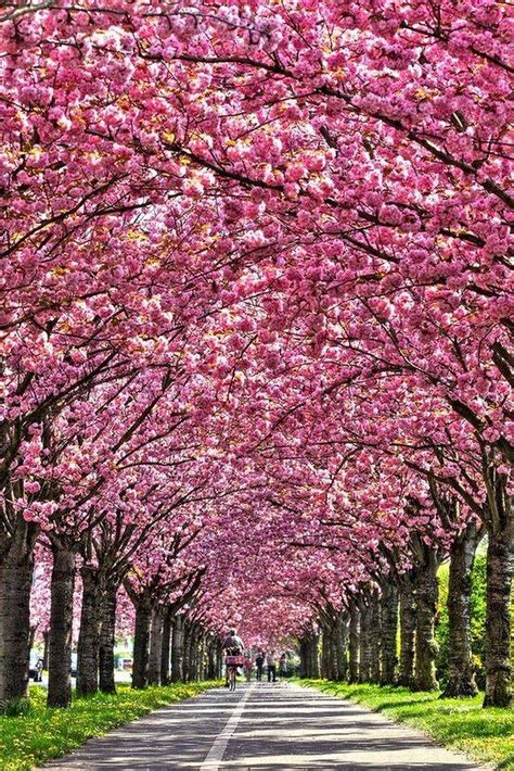Most Beautiful Flowering Trees In The World How To Do Thing