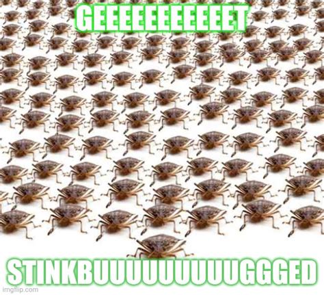 Stinkbugs Imgflip