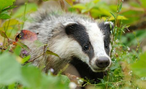 The Badger Cull A Letter To My Mp