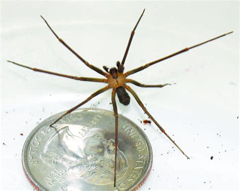 Top 10 things about brown recluse spiders | Earth | EarthSky