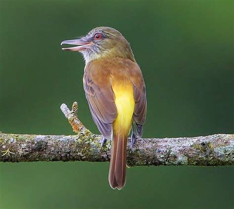17 Best Images About World Of Birds Flycatchers On Pinterest