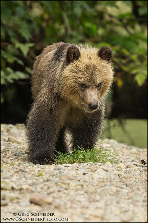Grizzly Bear Cub Curiosity