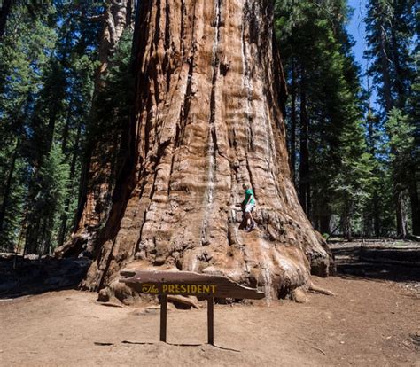 Giant Sequoias The Largest Living Things On Earth