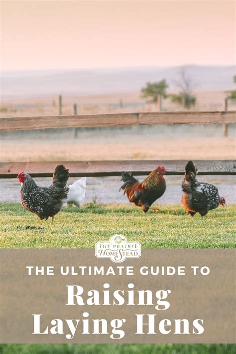 raising chickens for eggs has never been easier here s everything you need to know about