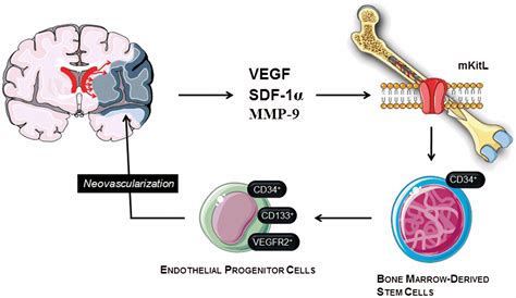 The Role Of Endothelial Progenitor Cells In Stroke Neupsy Key