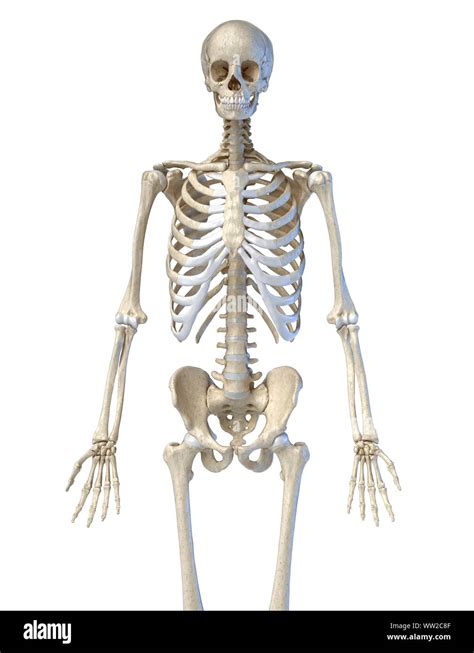 Die Menschliche Anatomie 34 Knochen Skelettsystem Vorderansicht Auf