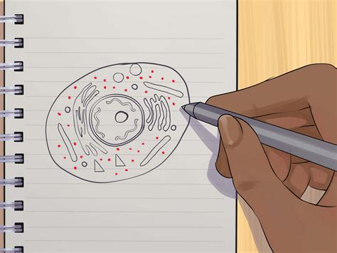 How To Draw An Animal Cell 11 Steps With Pictures Wikihow