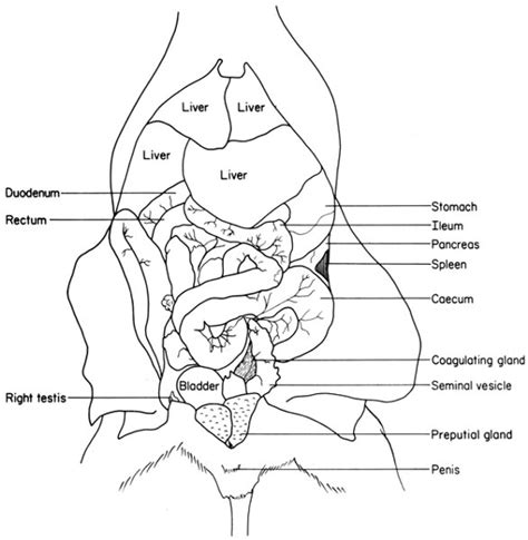 Physicians and anatomists divide the human abdomen into four different regions or quadrants. Rat Anatomy Dissection : 네이버 블로그