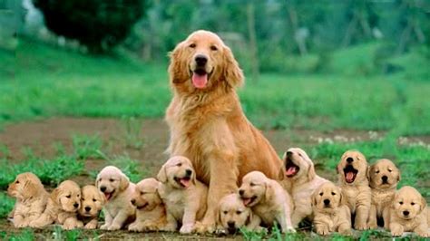 Mom Golden Retriever Dog Giving Birth To 14 Cute Puppies Life Of Dog