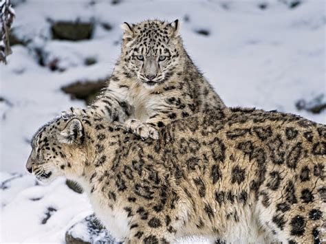 En Busca De Los Nómadas El Leopardo De Las Nieves