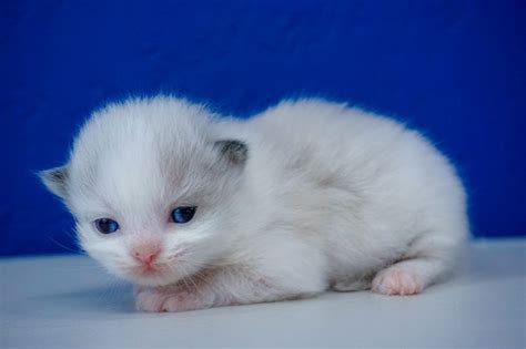 Find kittens and cats in east sussex, or find a home for your feline friend. Munchkin Kittens For Sale Near Me - PetsWall