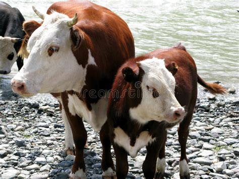 Bruine Koe Met Het Kalf Stock Afbeelding Image Of Landbouwbedrijf