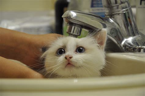 Our Beautiful Cat As A Kitten Having A Bath She Wasnt Stoked About