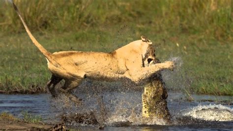 Lion Vs Crocodile Africa Youtube
