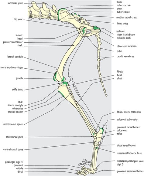 Equine Hindlimb Bone Anatomy