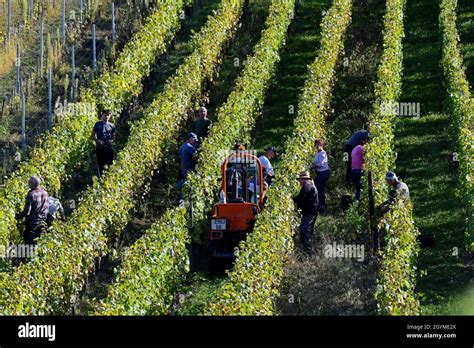 Grape Pickers Harvesting Grapes For Wine Making In The Alsace Region Of