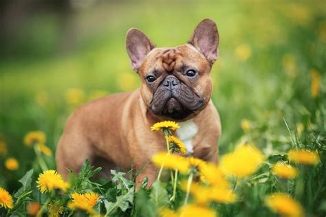 Frenchies are actually the cutest dogs on the planet. Are Male or Female French Bulldogs More Affectionate ...