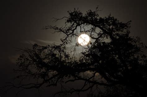 Full Moon Behind Tree Stock Image Image Of Moonlight 29227773