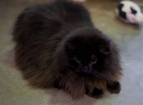 Magnificent Black Cat Grows Silver Winter Coat Love Meow