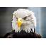 Bald Eagle  Lindsay Wildlife Experience