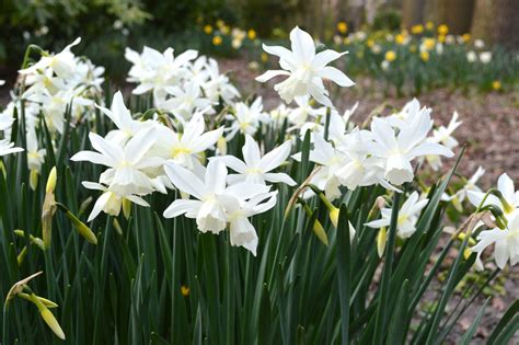 Mini Daffodil “thalia” Pure White Fragrant Spring Blooms Dutchgrown