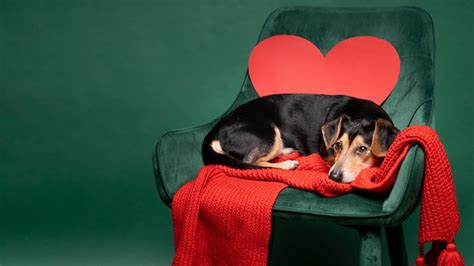 Premium Photo Portrait Of Cute Little Dog Sitting On A Chair